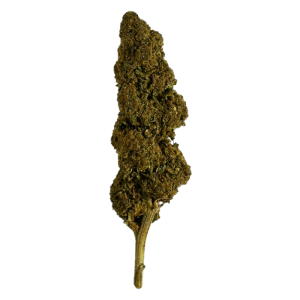 BLUEBERRY - Fleur de CBD