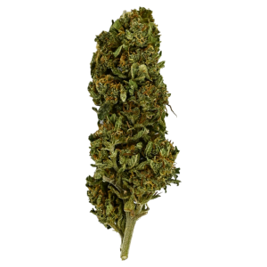 CHERRY - Fleur de CBD