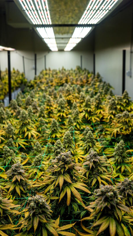culture indoor de cbd