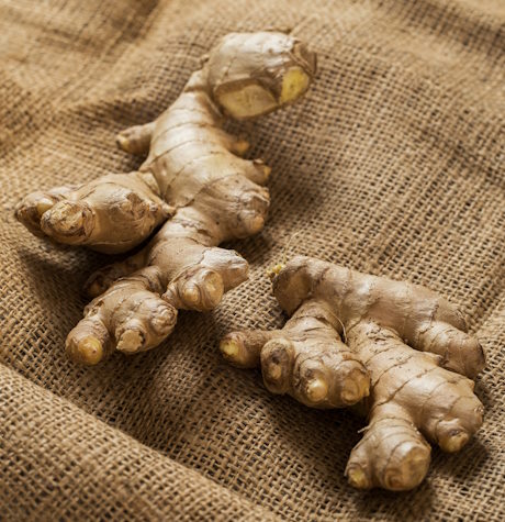 Racine de curcuma